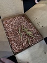 SIGWO 30RD 5.56x45 55GR